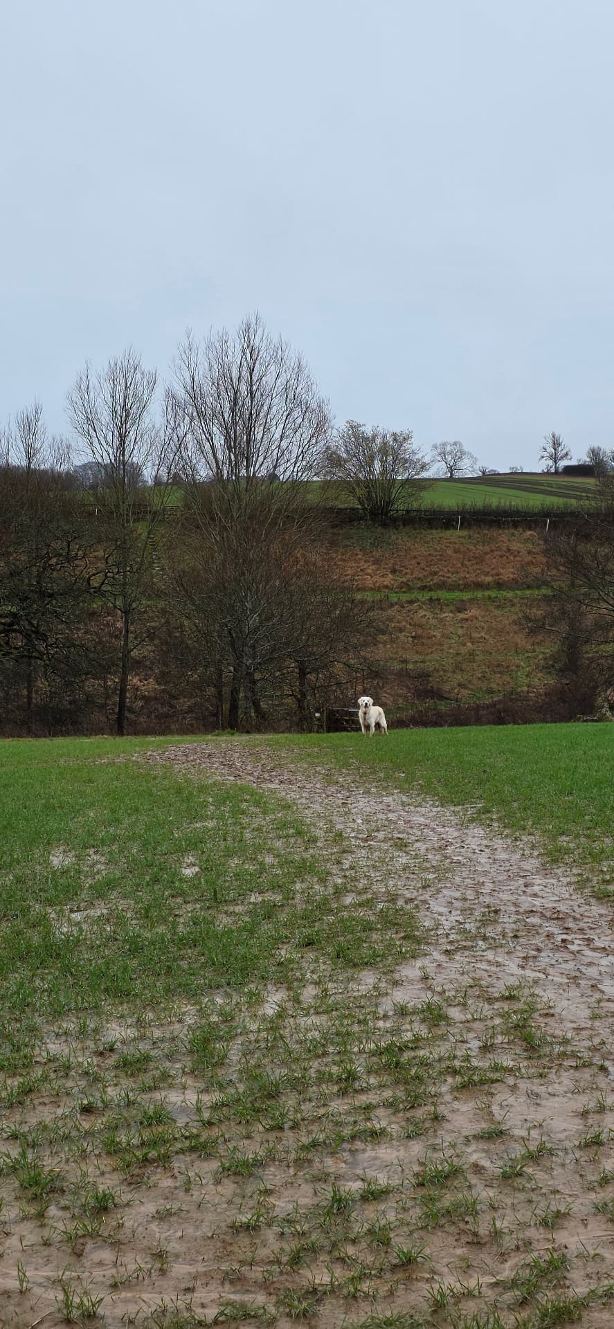 Walking in the Cotswolds