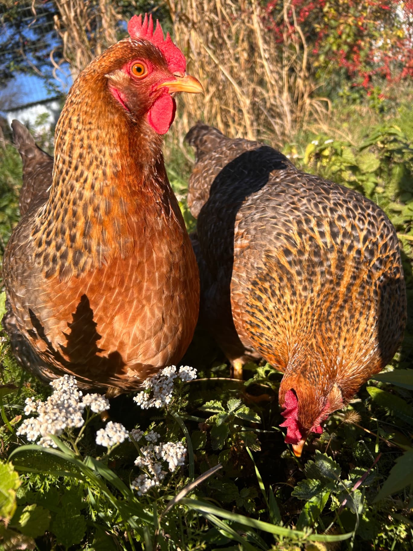 Beautiful chicks🐓