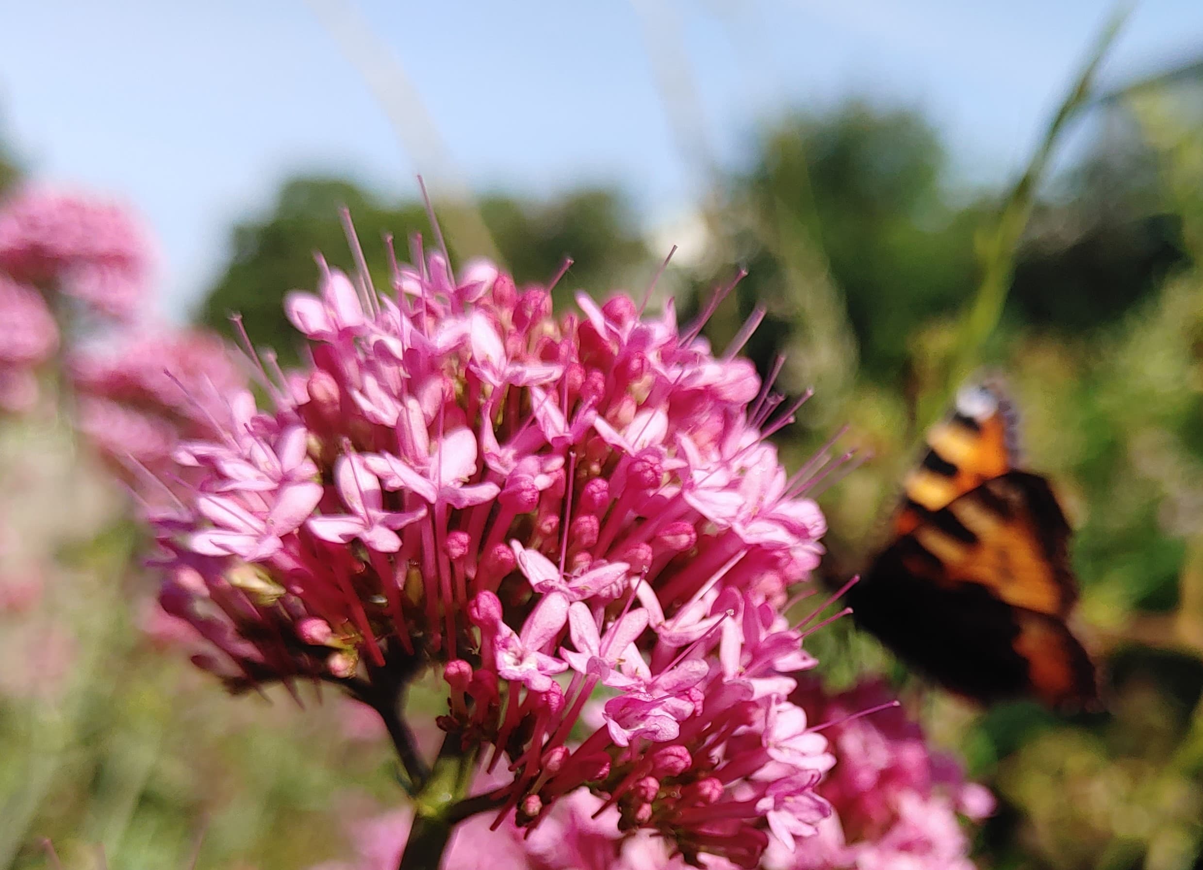 Red Valerian