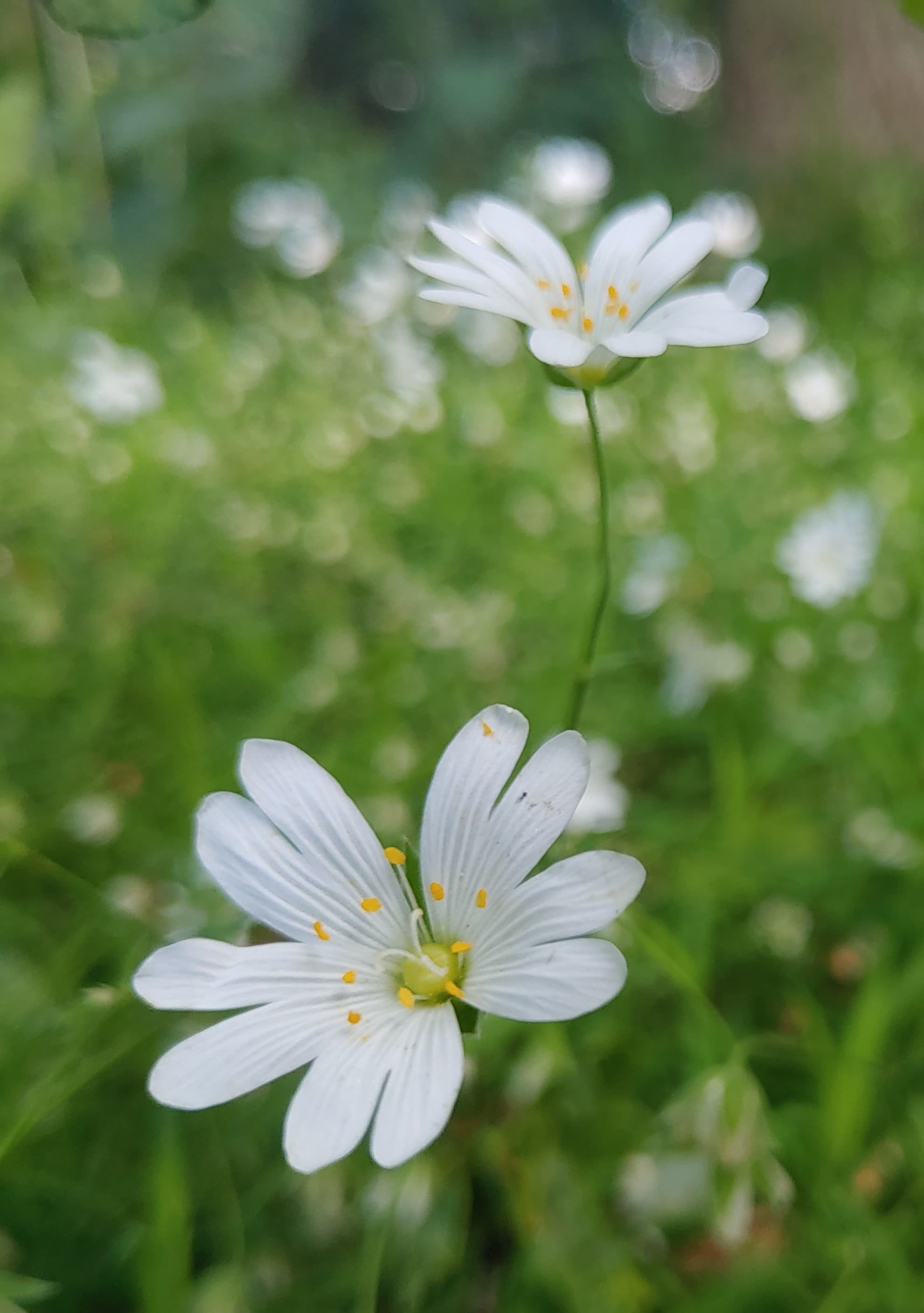 Greater Stitchwort