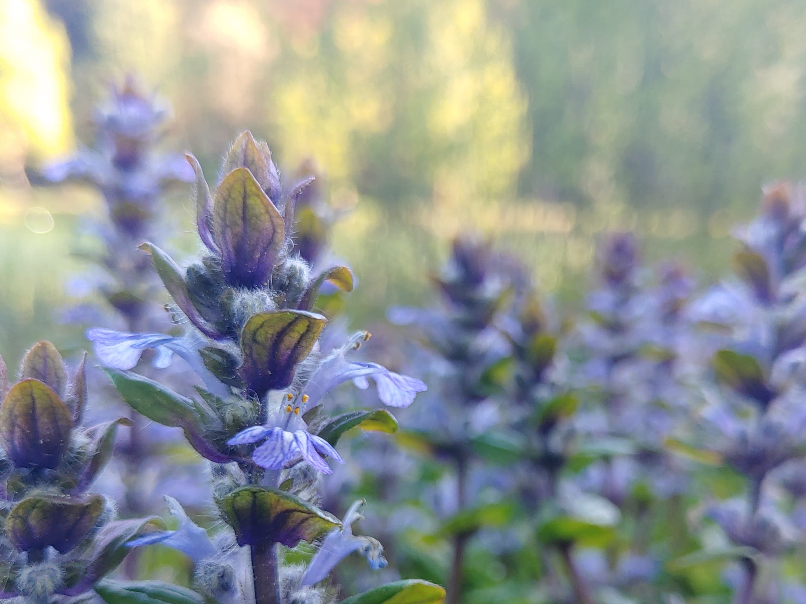 Bugleweed