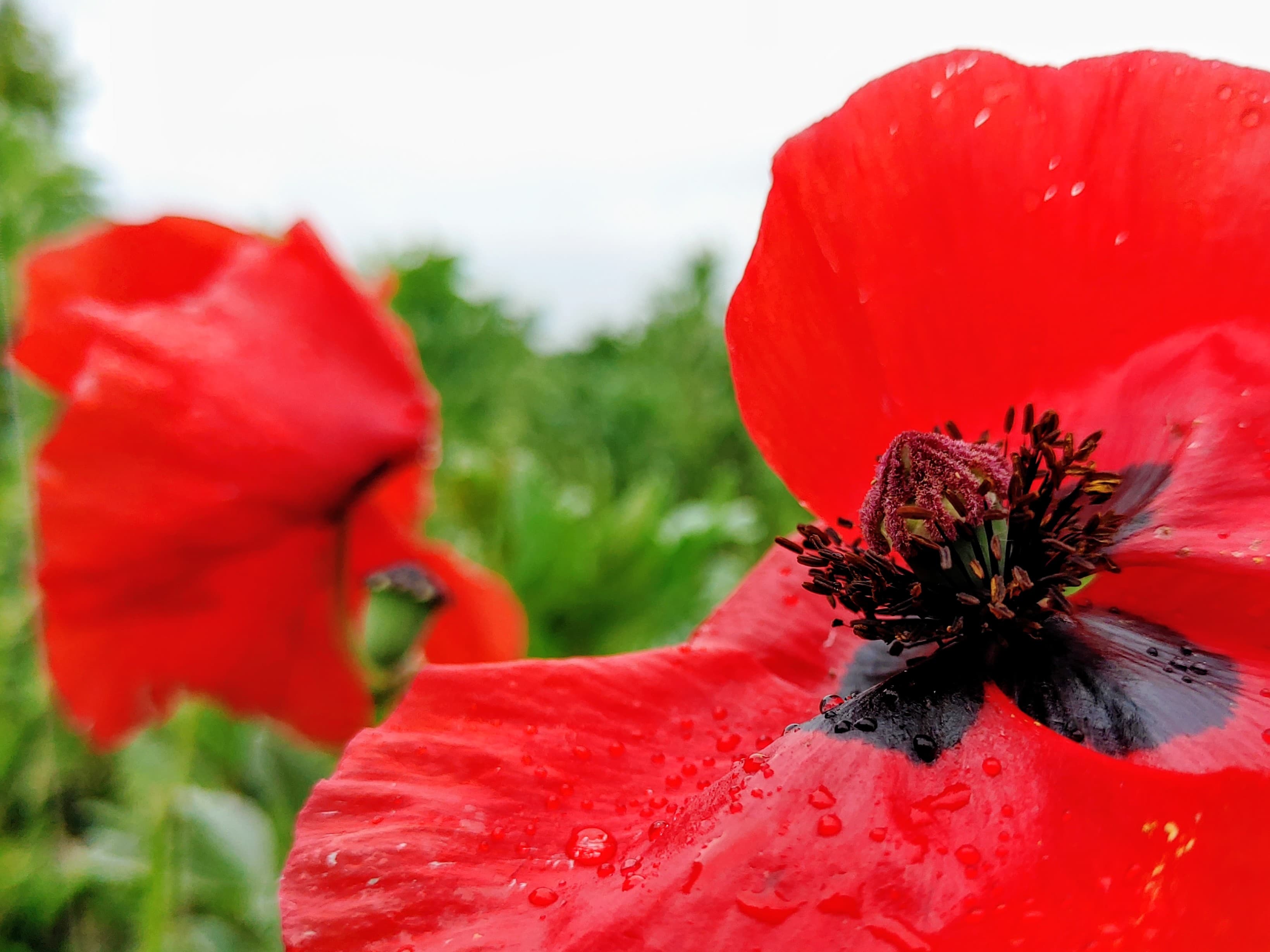 Field Poppy