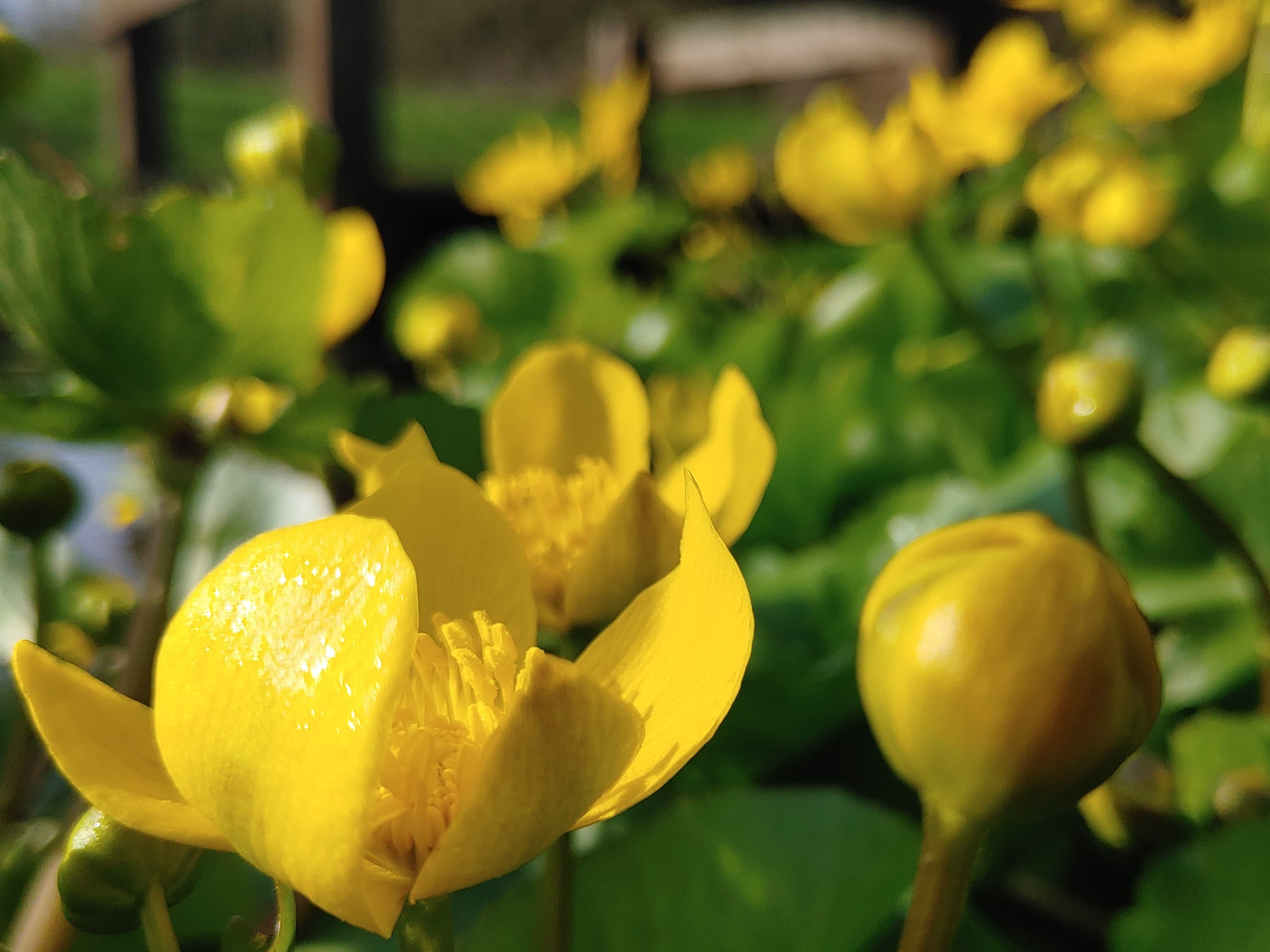 Marsh Marigold