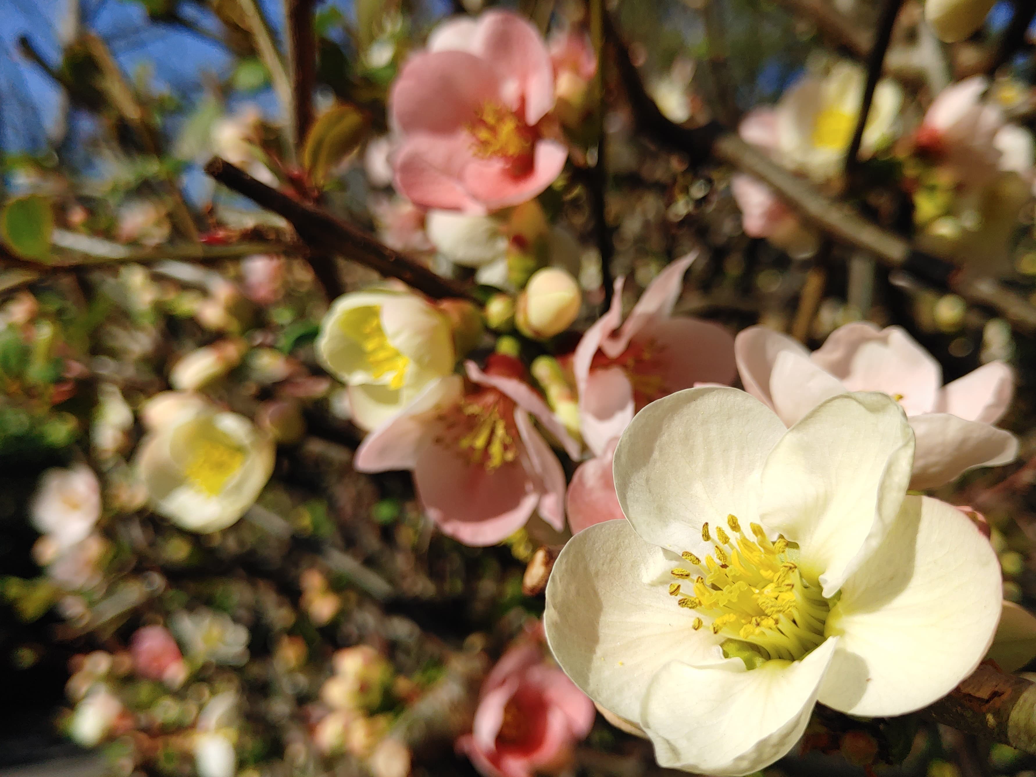 Flowering quince
