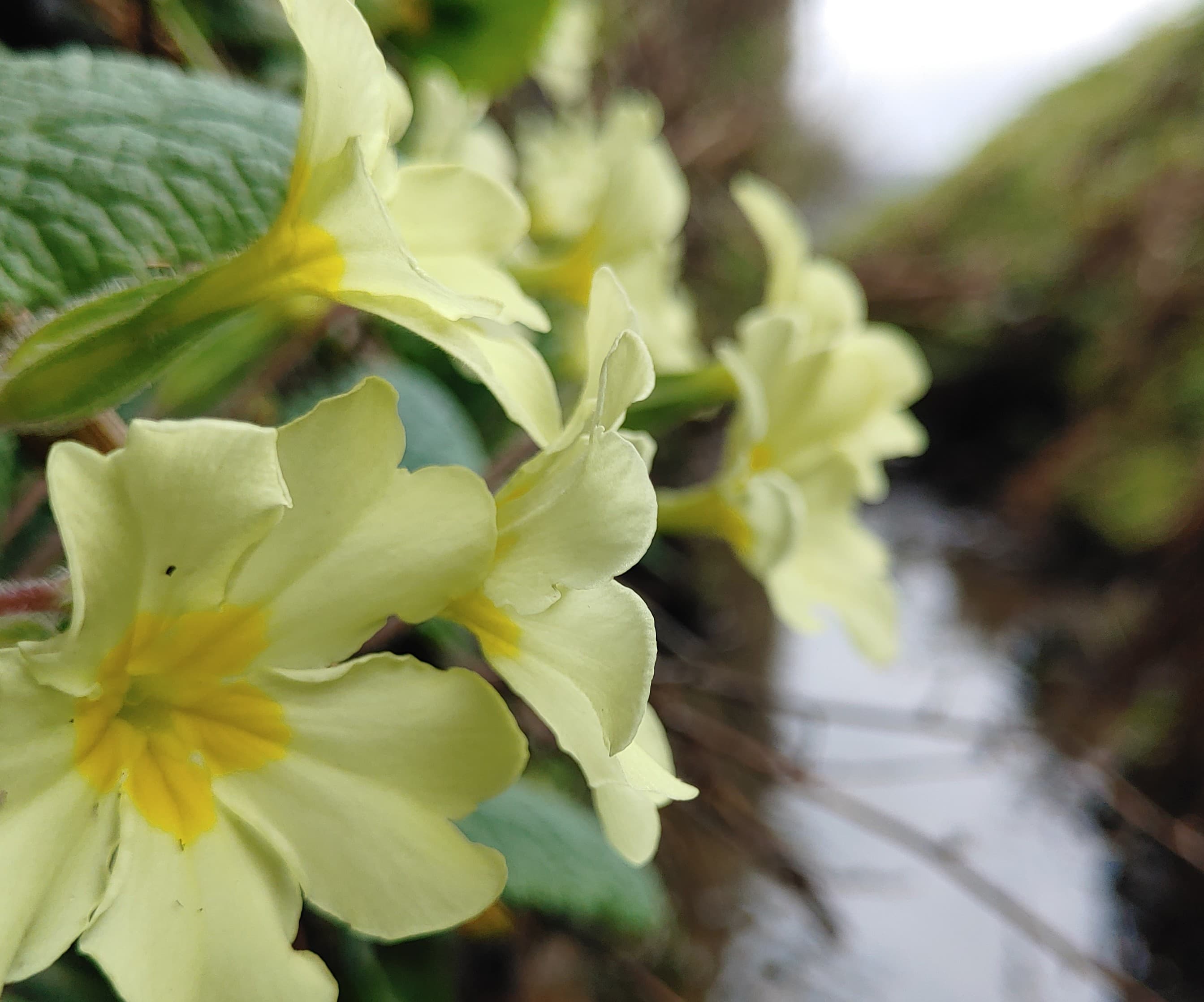 Common Primrose