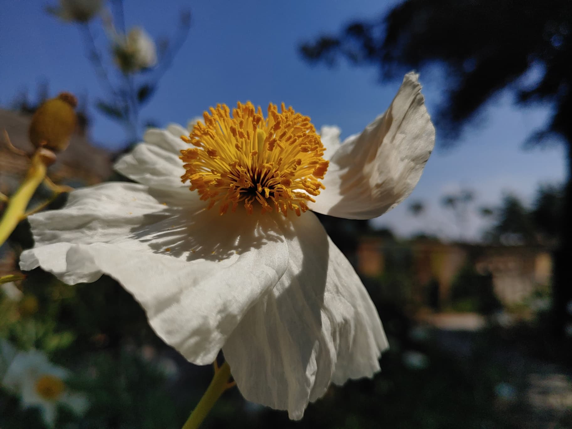 Californian tree poppy
