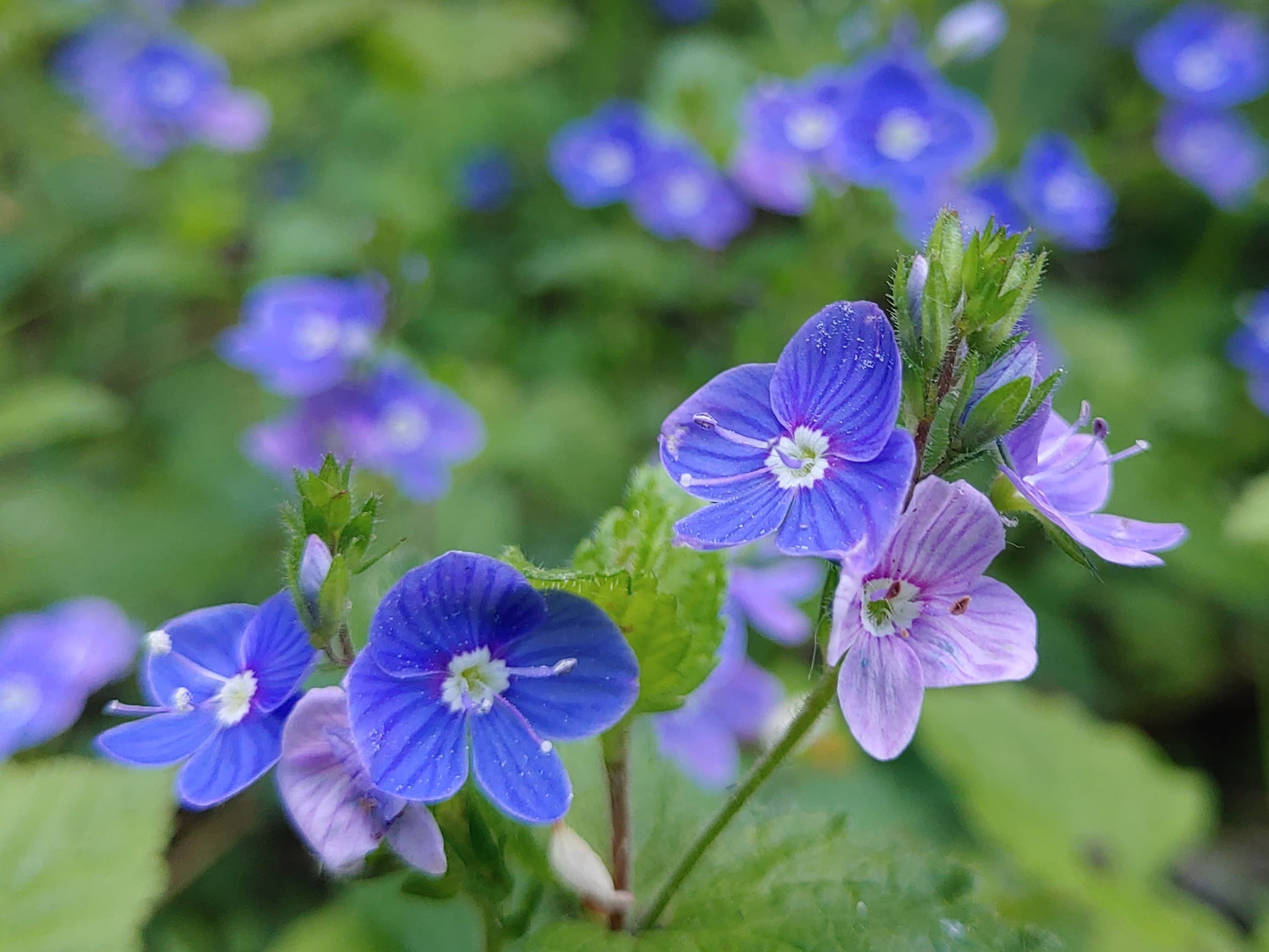 Germander speedwell