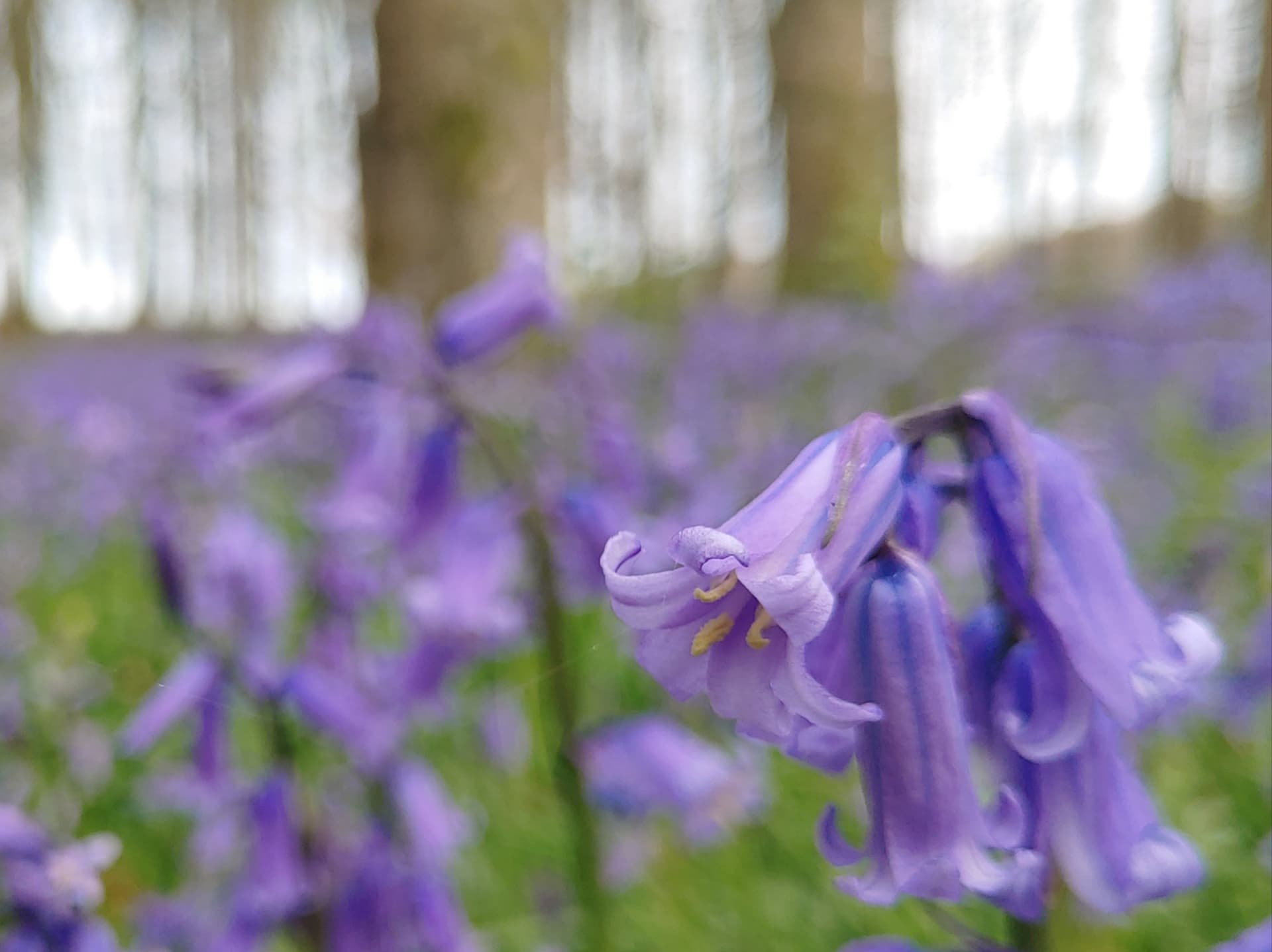Bleubells