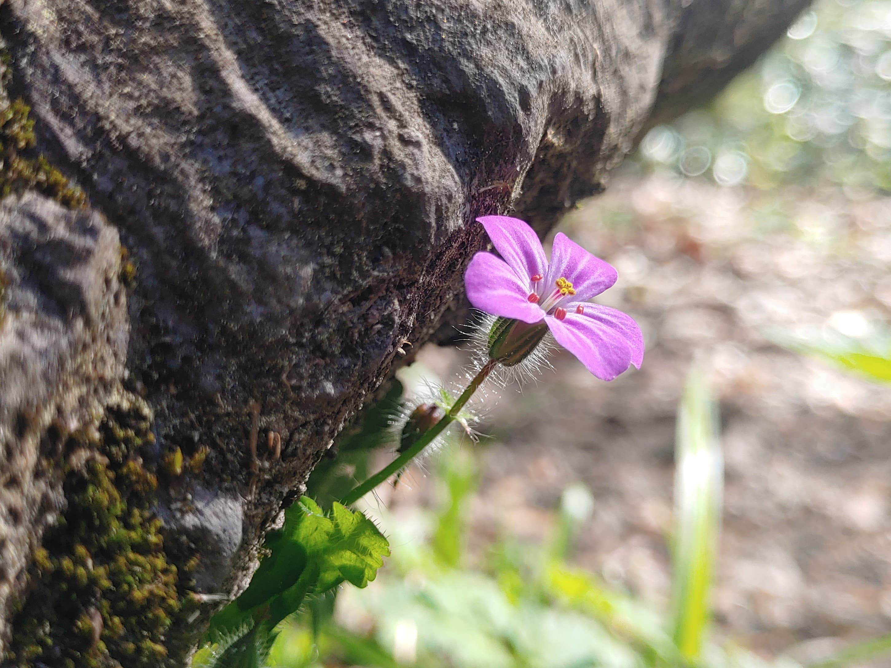 Herb-Robert