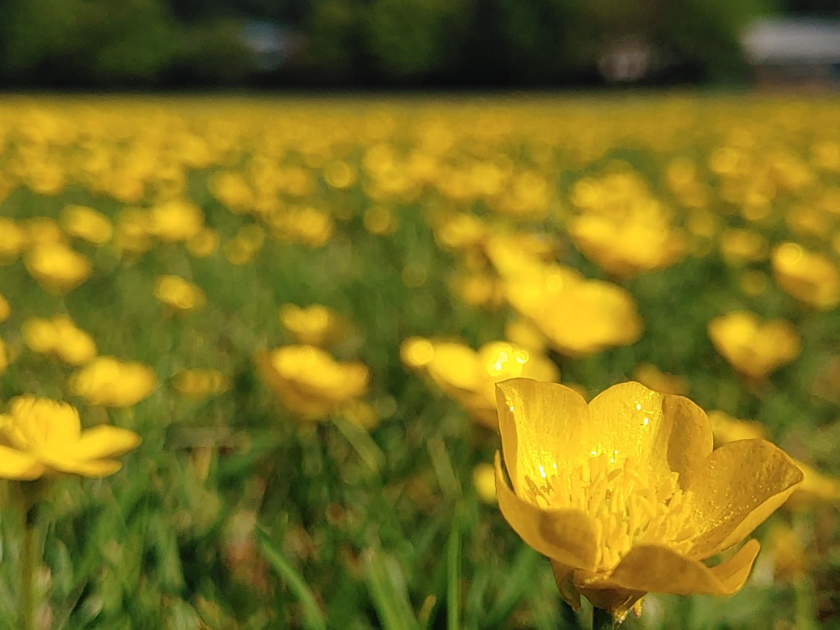 Meadow Buttercup