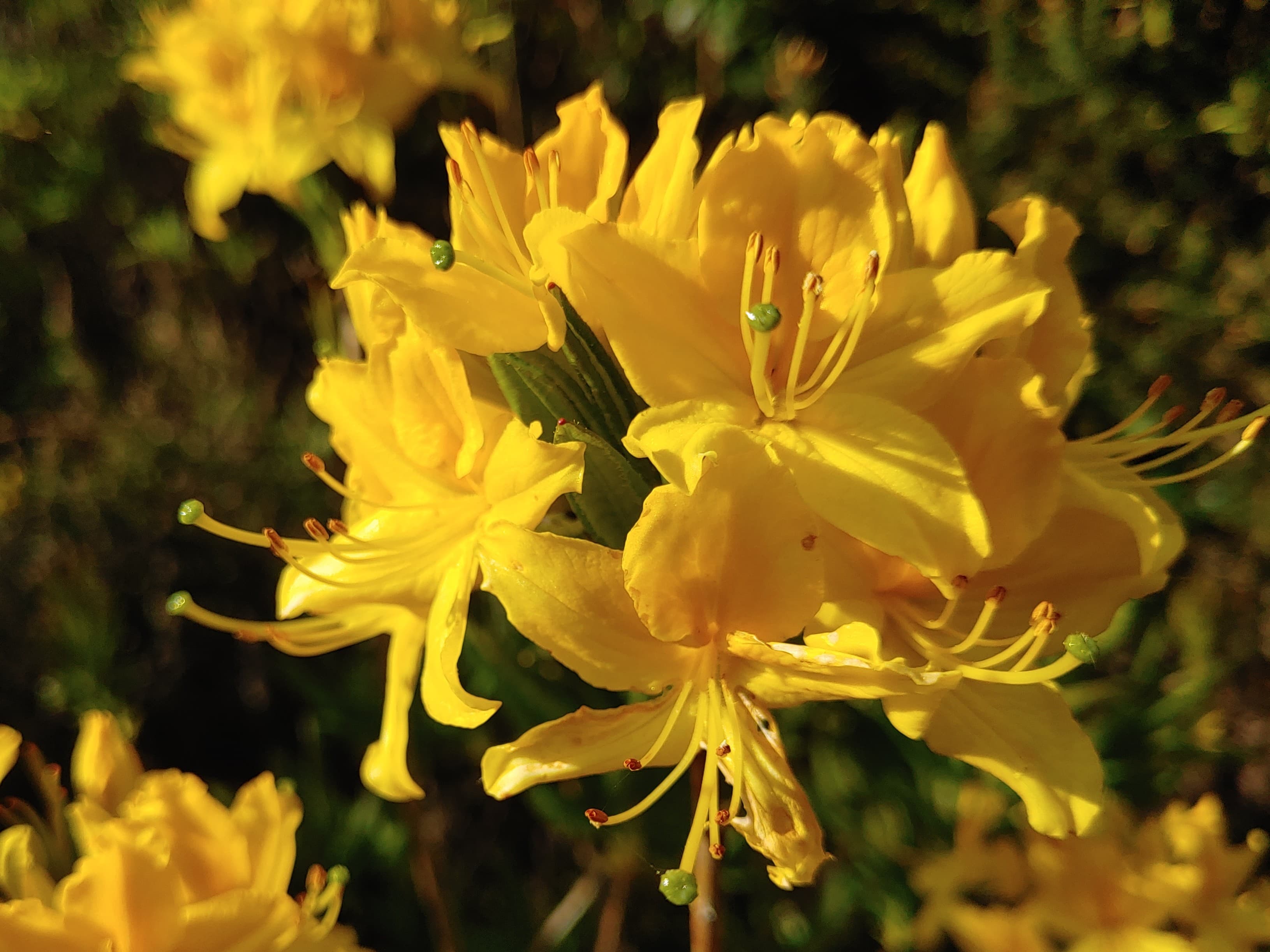 Yellow Azalea