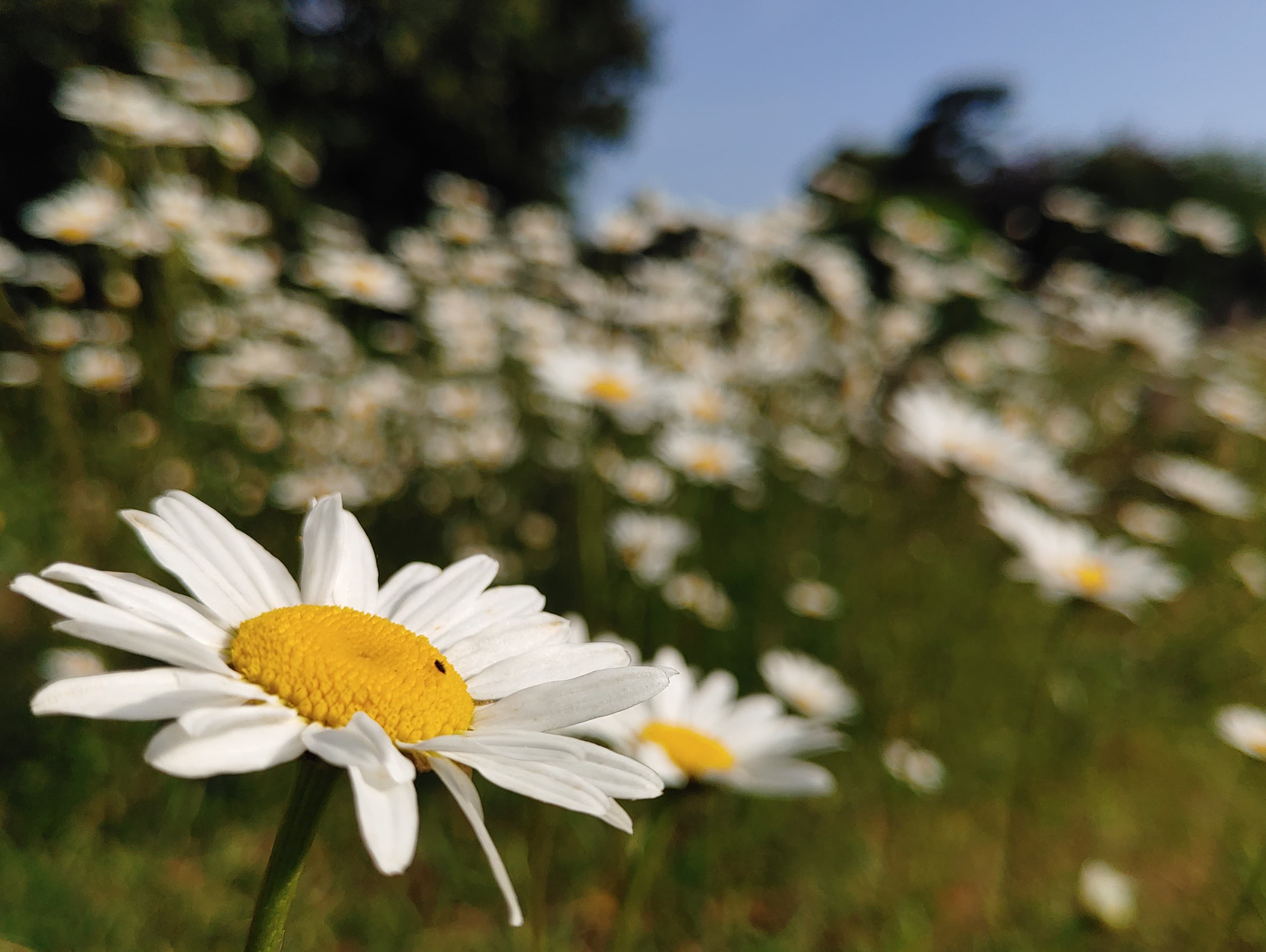 Ox-eye daisy