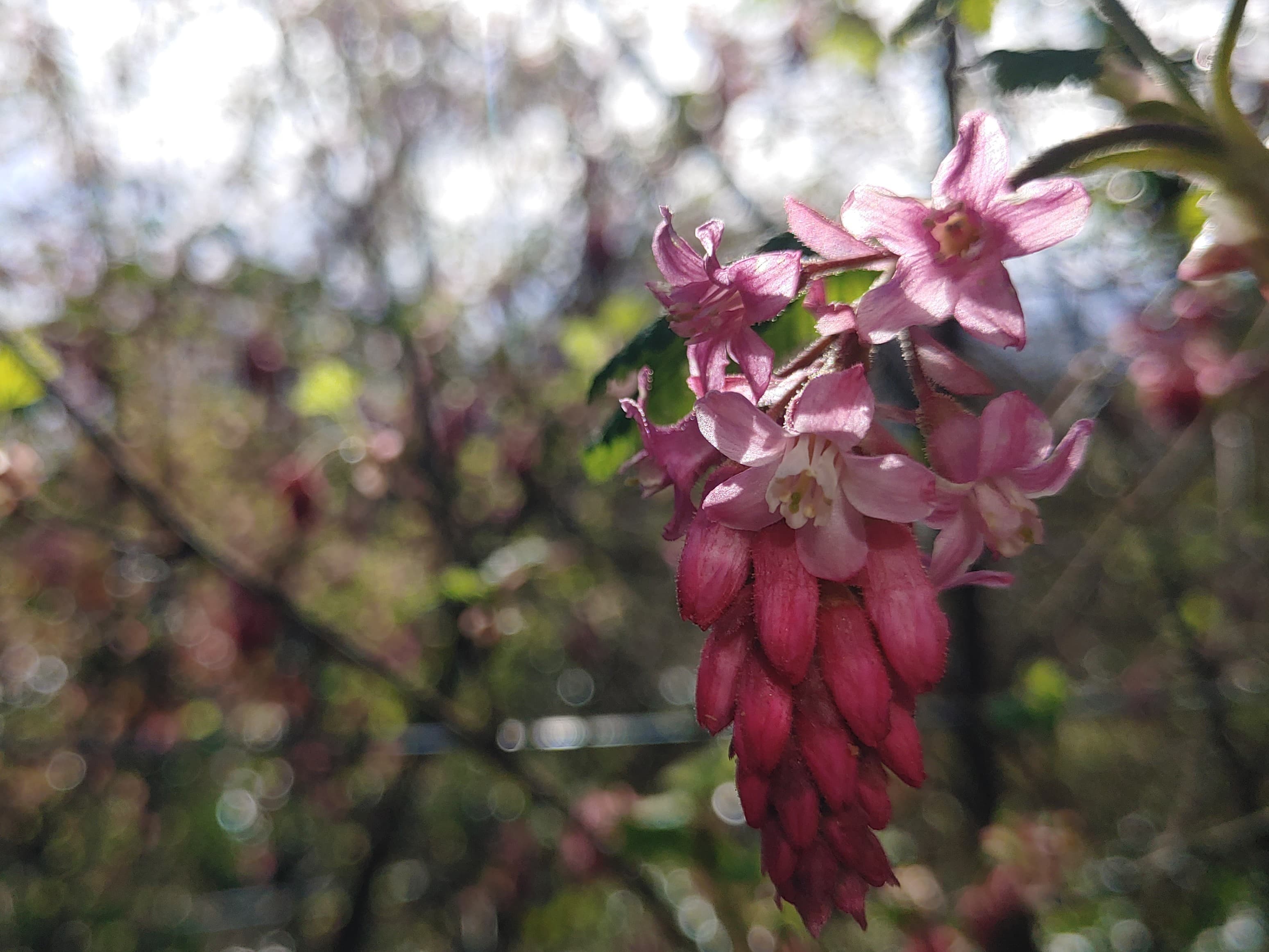 Flowerimg Currant