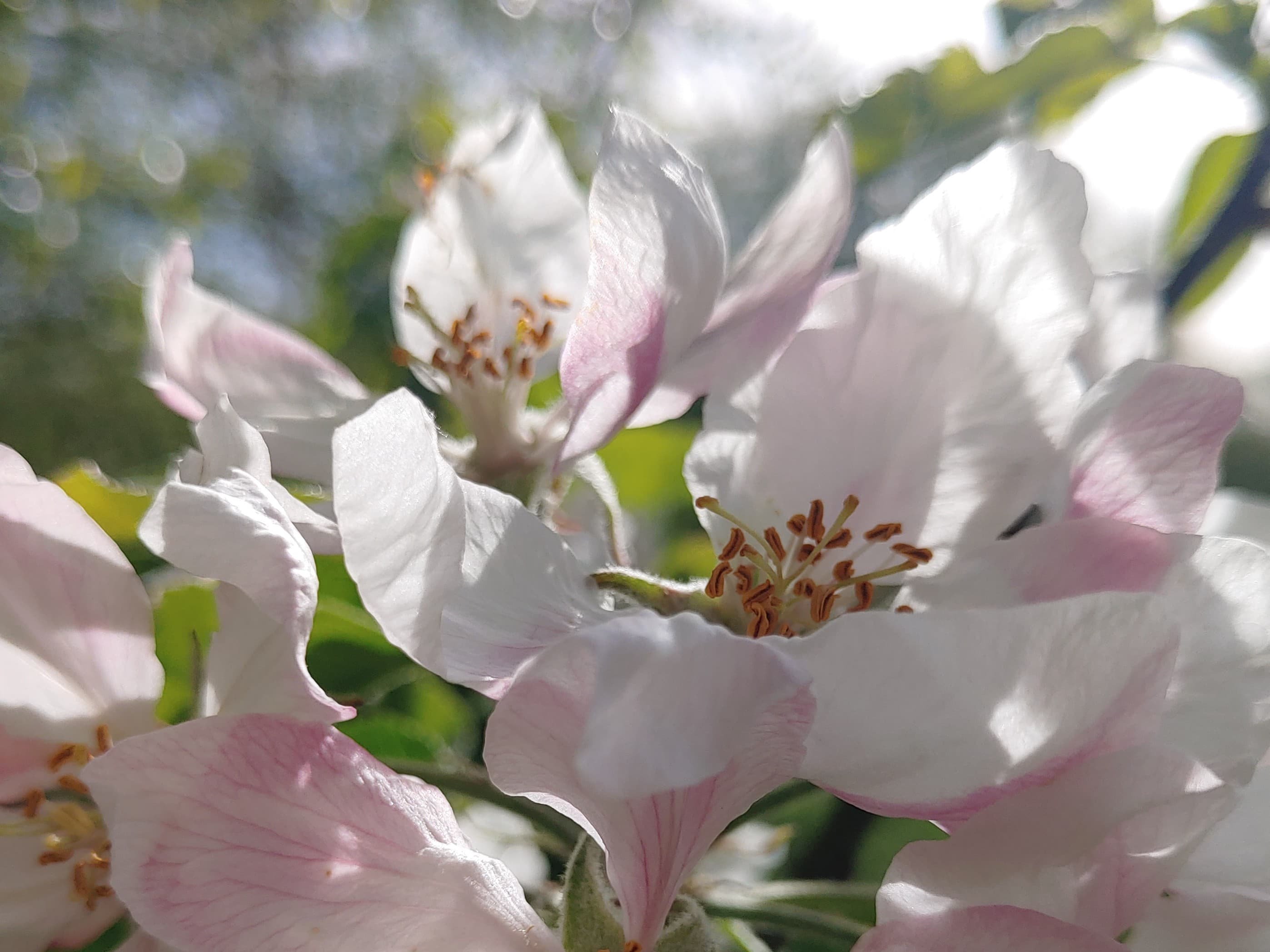 Apple Blossom