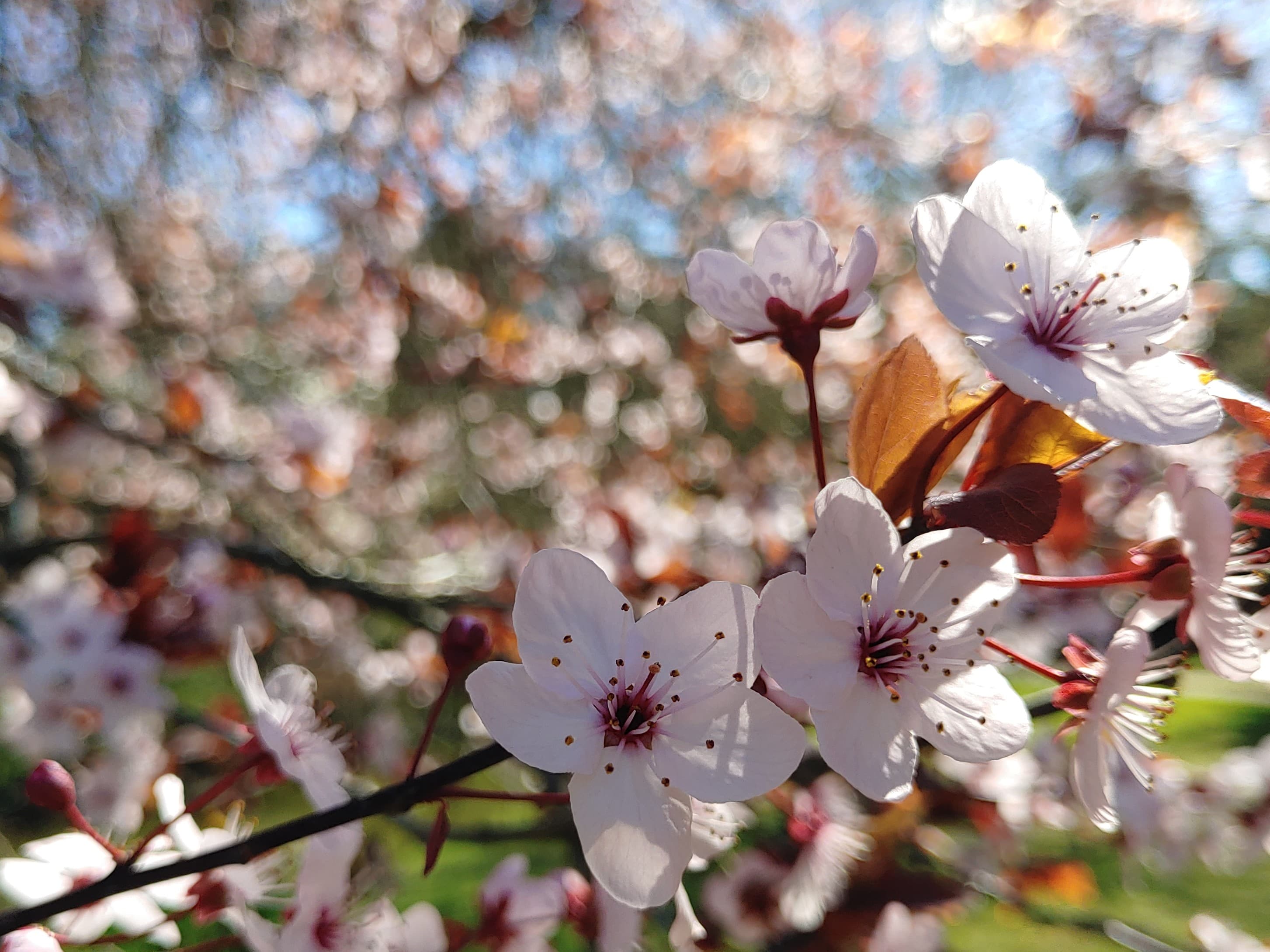 Cherry plum
