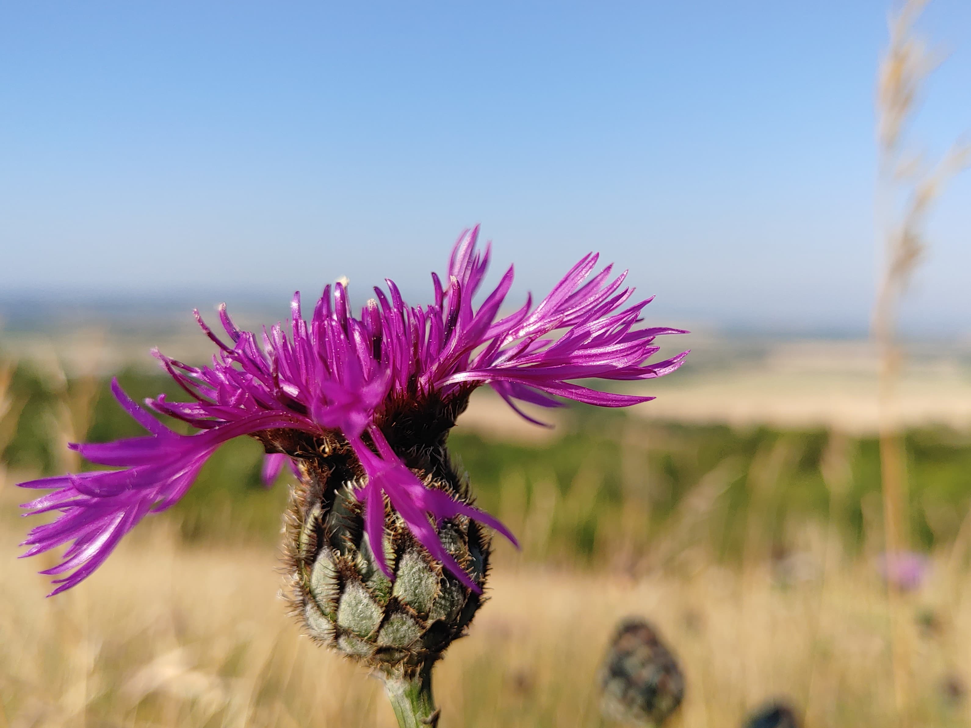 Greater Knapweed
