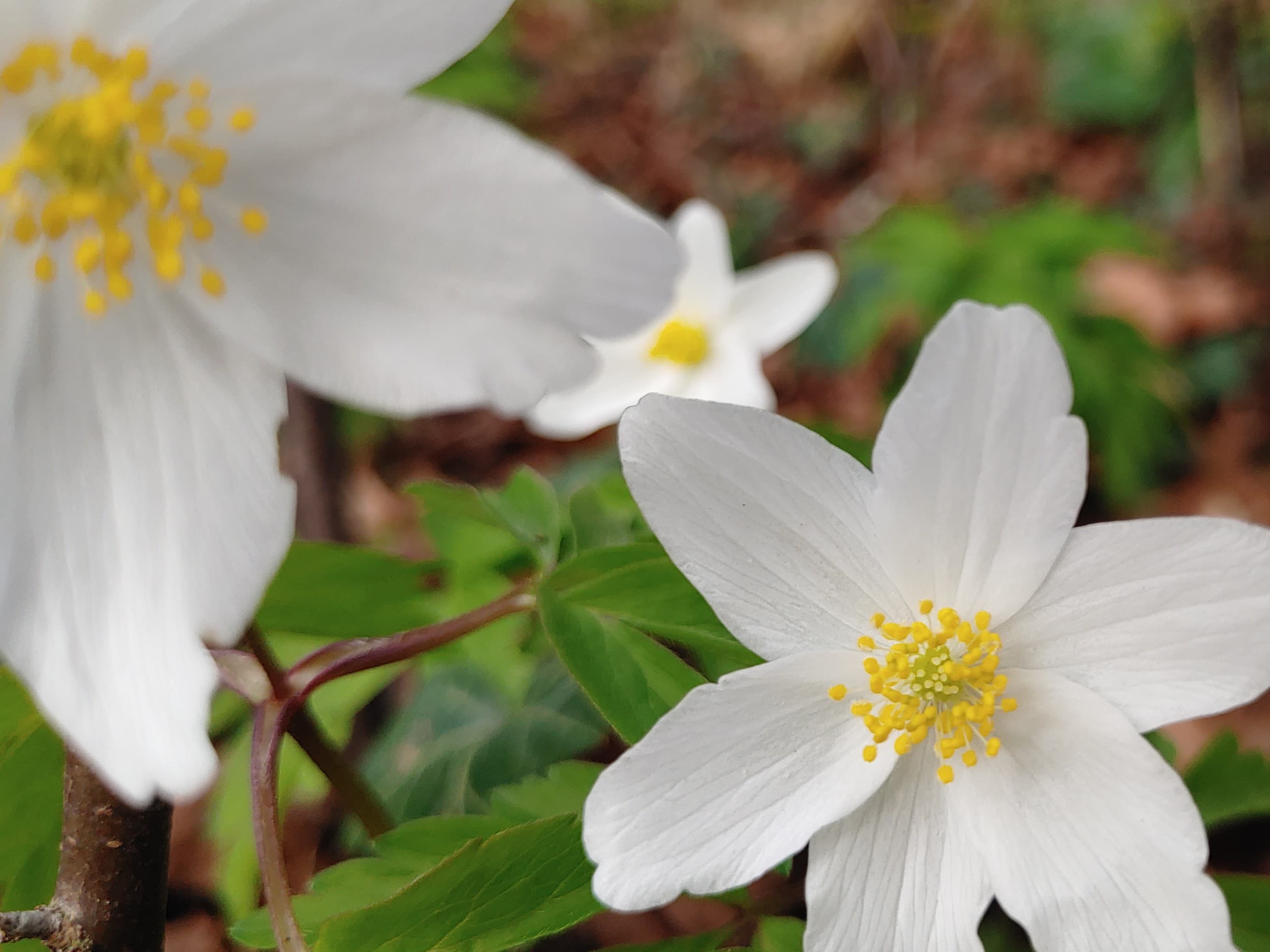 Wood Anemone
