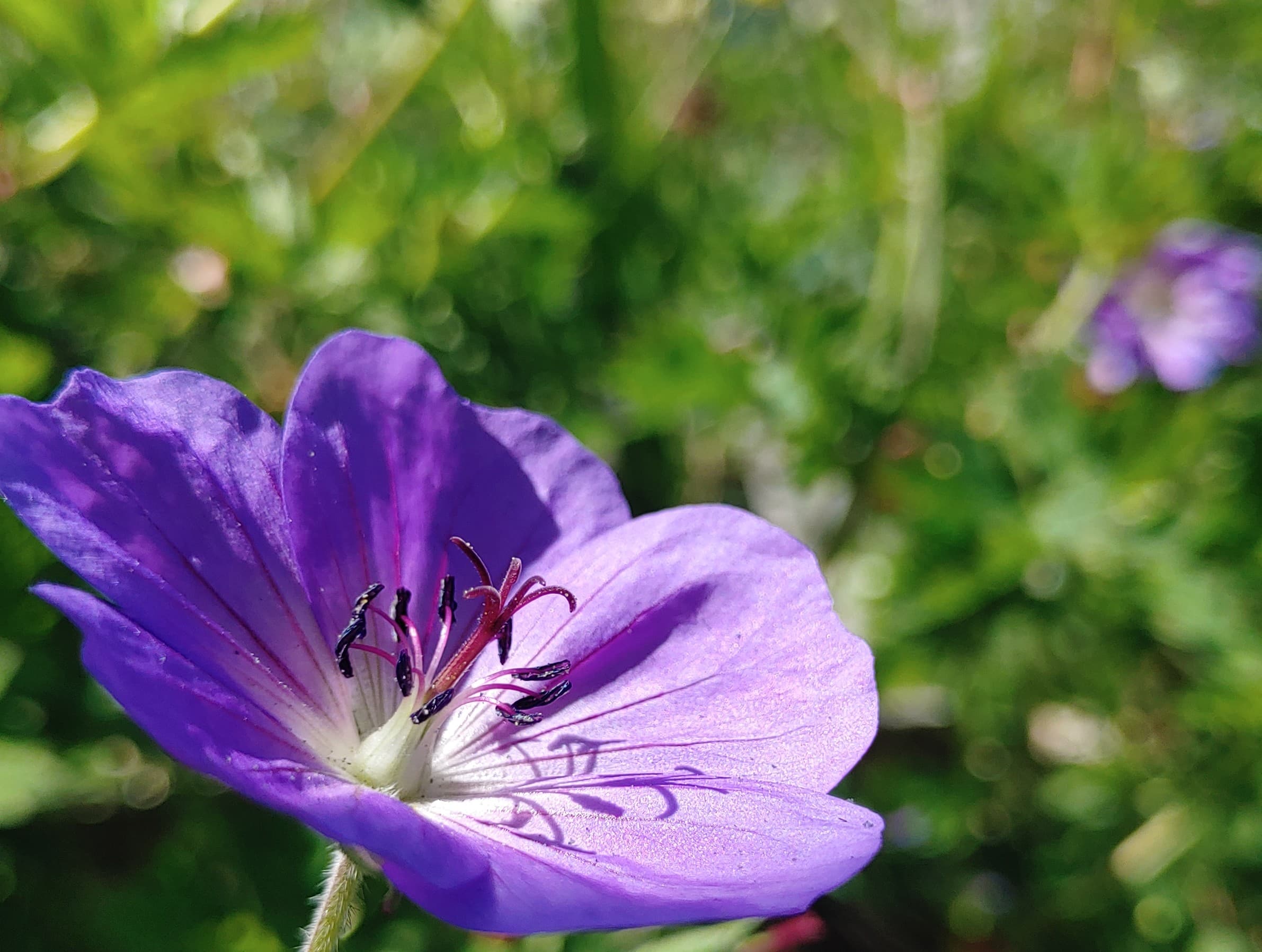 Geranium