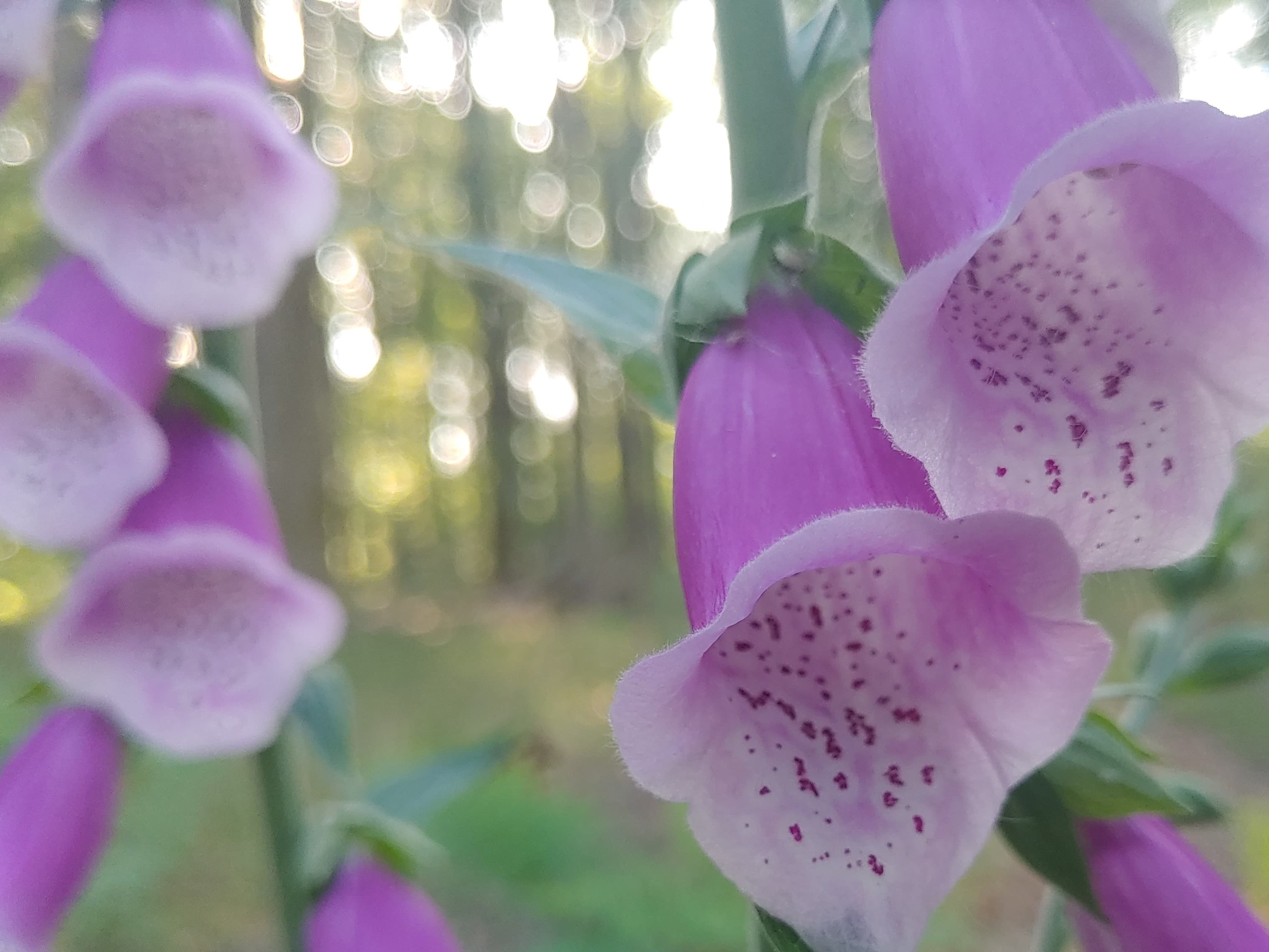 Foxgloves