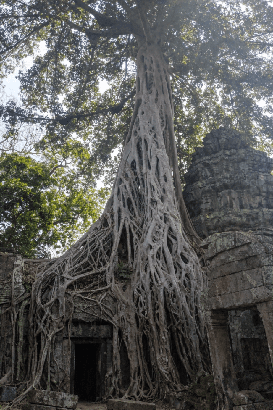 Strangler Fig Tree