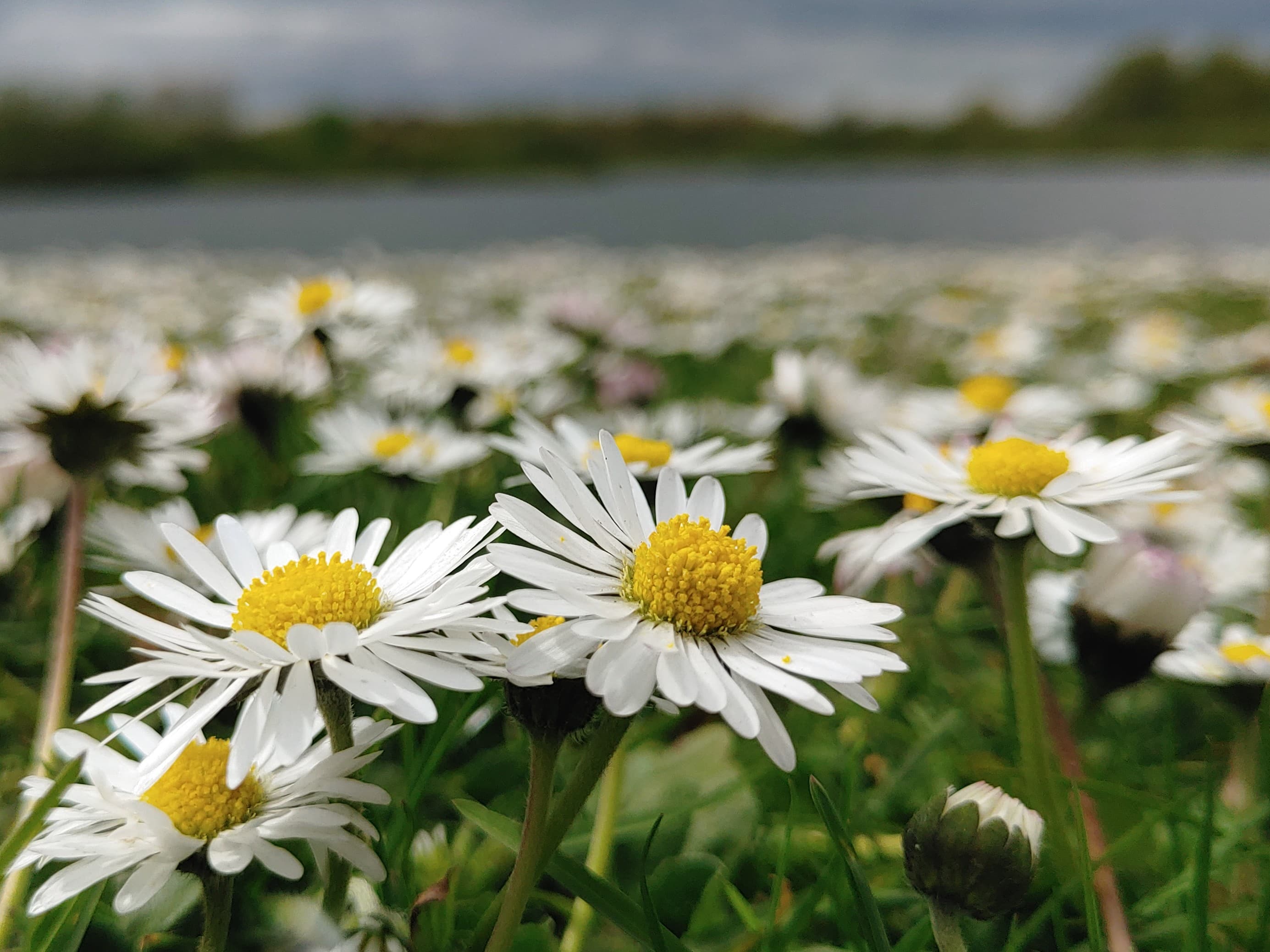 Daisy